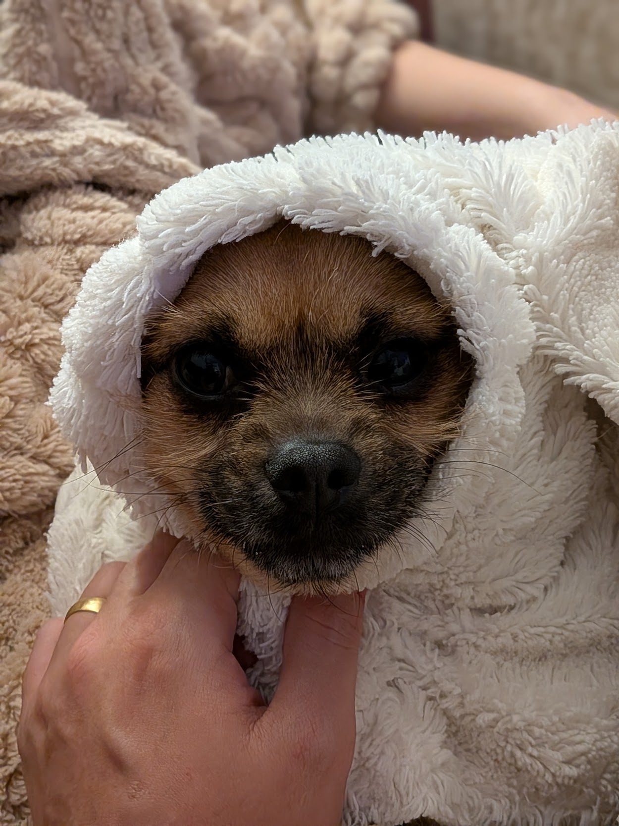 Zoe, Rob's dog